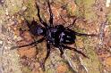 Atypus_piceus_P1080_Z_92_Les Gris_Frankrijk